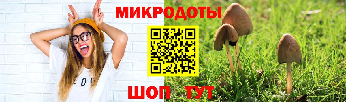 Галлюциногенные грибы Psilocybe Дивногорск